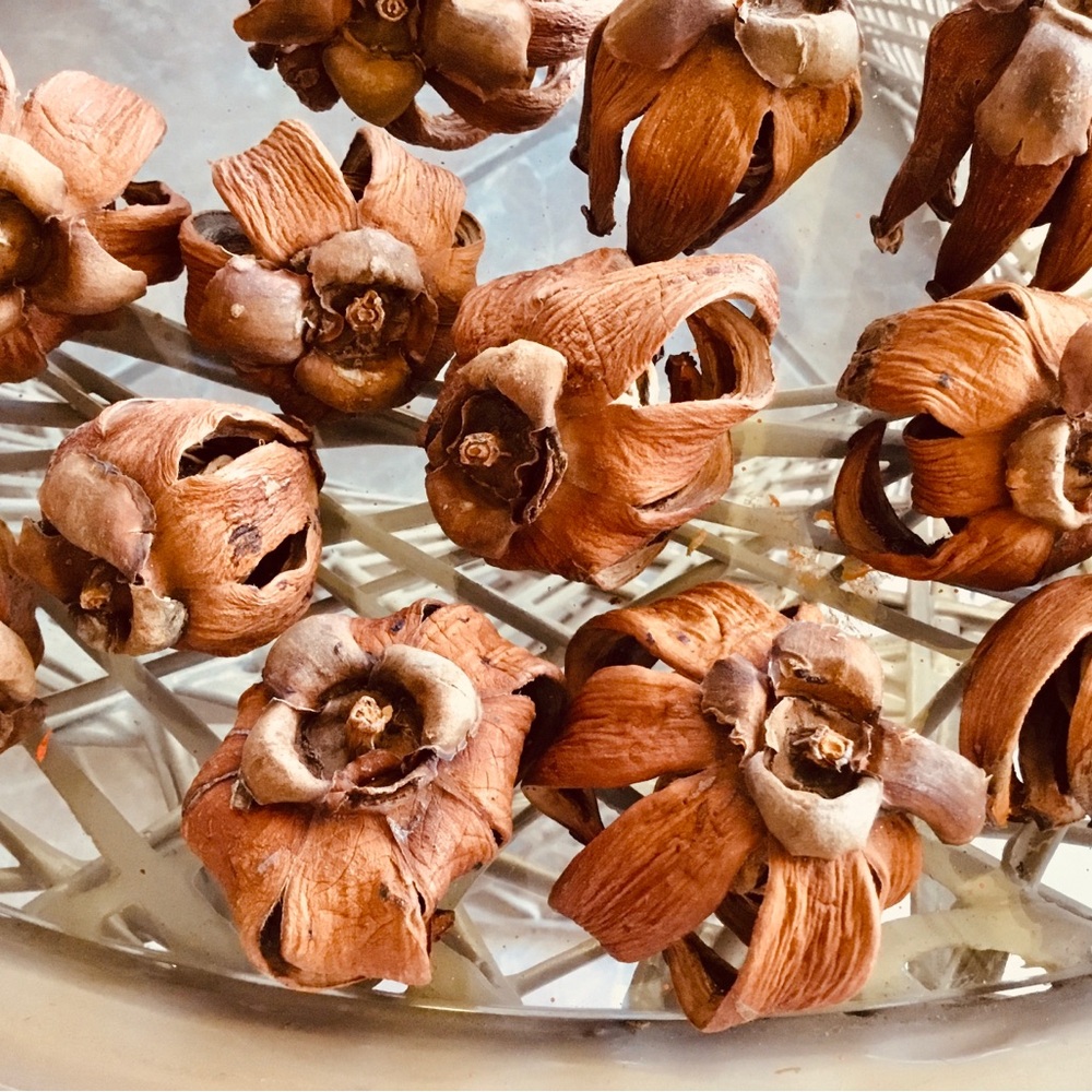 20 Decorative Dried Pods Bowl Filler - Rust Brown